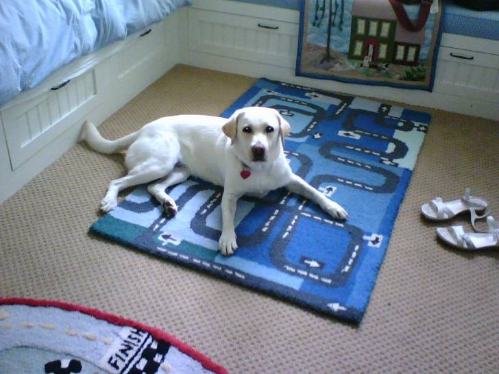 Joy - Labrador Retriever