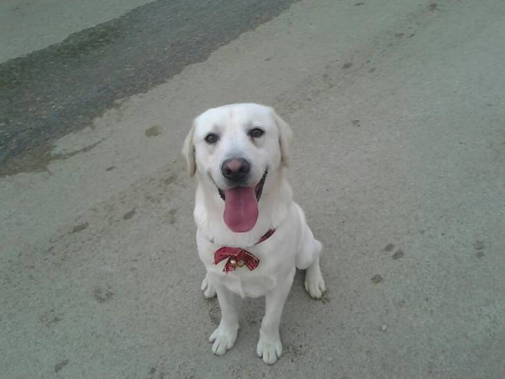 Bucki - Labrador Retriever Mâle (2 ans)