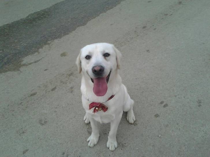 Bucki - Labrador Retriever Mâle (2 ans)