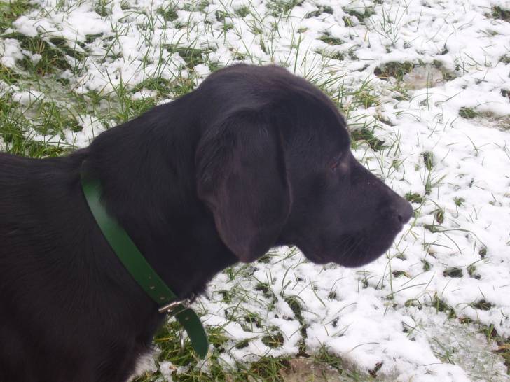 Charlot - Labrador Retriever Mâle (2 ans)