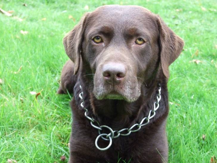 Ro - Labrador Retriever (1 an)