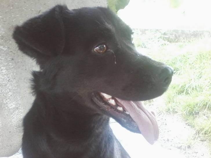 blacky - Labrador Retriever Mâle (2 ans)