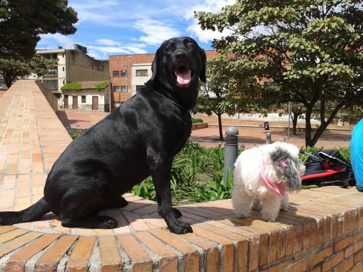 joy - Labrador Retriever Mâle (4 ans)