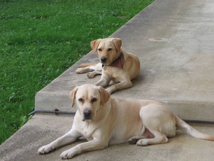 mes chiennes - Labrador Retriever (6 ans)