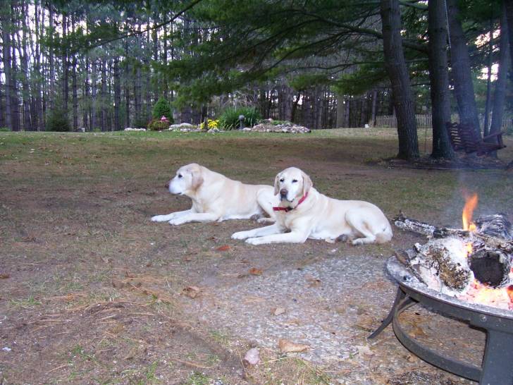 ally and bubba - Labrador Retriever