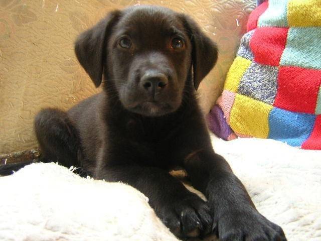 caramel - Labrador Retriever Mâle (1 mois)