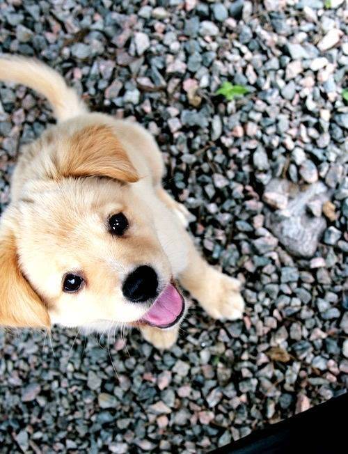 Idole - Labrador Retriever Mâle (1 mois)