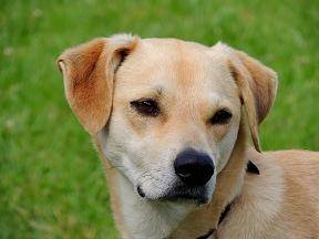 Dakota - Labrador Retriever Mâle (3 ans)
