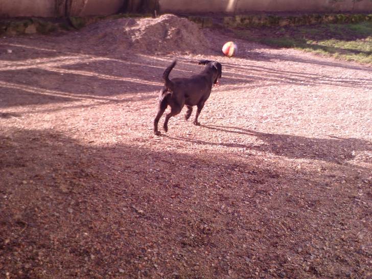orka - Labrador Retriever (6 ans)