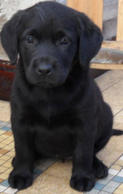 coucou - Labrador Retriever (5 ans)