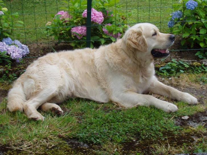 Sacha - Labrador Retriever (5 ans)