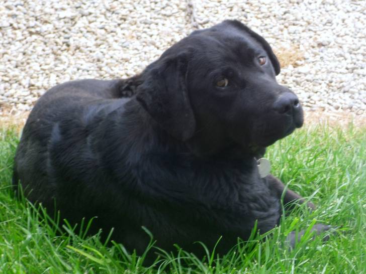 Appy - Labrador Retriever (4 ans)