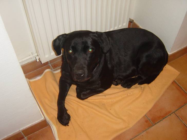 Eliott - Labrador Retriever (7 mois)