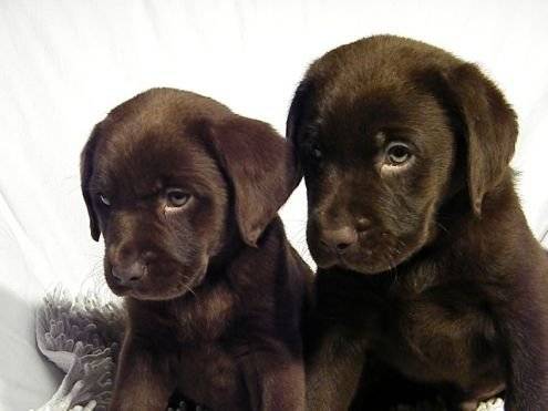 leila e marco - Labrador Retriever (8 mois)