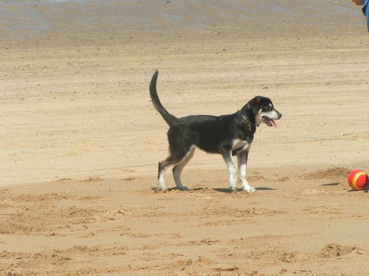 Aramiss - Labrador Retriever (5 mois)