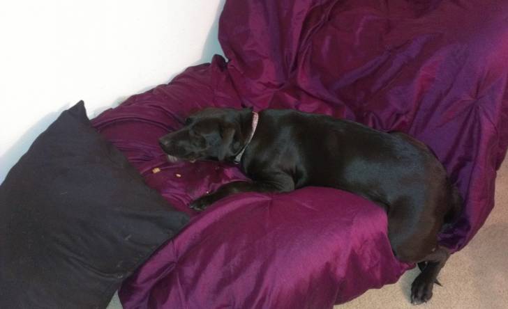 Anna - Labrador Retriever (3 ans)