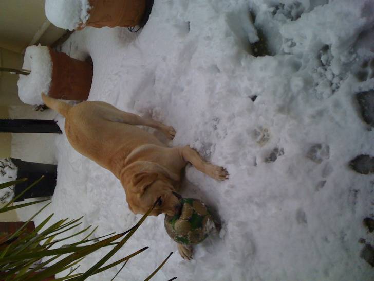 canelle - Labrador Retriever (6 ans)