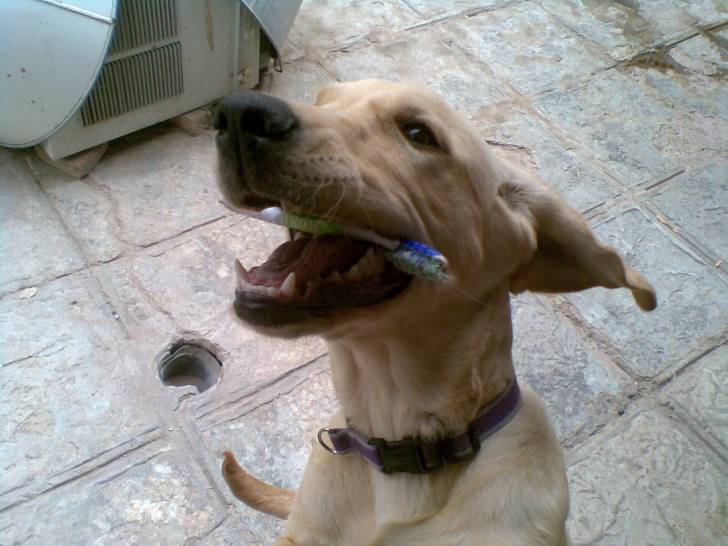 Samanta - Labrador Retriever (10 mois)