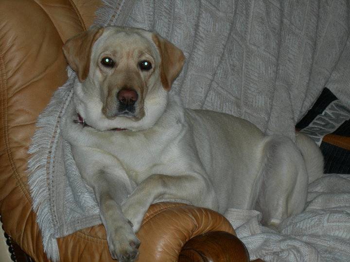 Béverly - Labrador Retriever (4 ans)