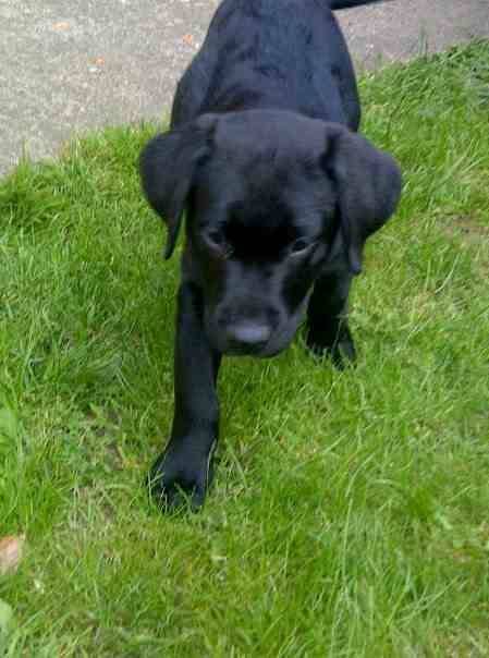 MARLEY MOO - Labrador Retriever Mâle (1 an)