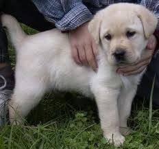 Muñeca - Labrador Retriever (10 mois)