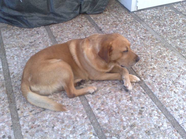 Pedro - Labrador Retriever Mâle (10 ans)