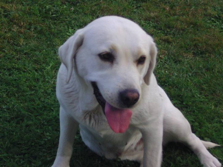Princesse - Labrador Retriever (7 ans)