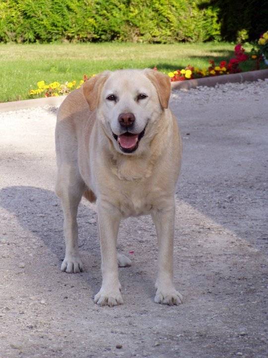 Lyre - Labrador Retriever (13 ans)