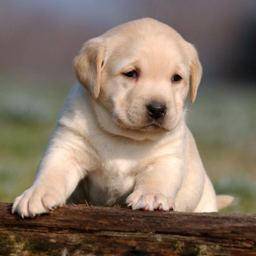 Trop chou ! - Labrador Retriever