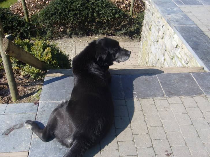 pacha - Labrador Retriever Mâle (13 ans)