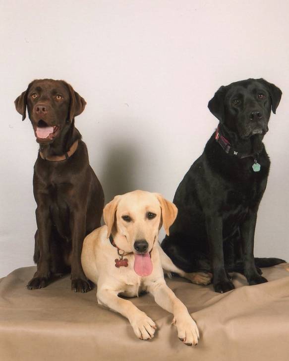 Havane Hivoire Chikita - Labrador Retriever (1 an)