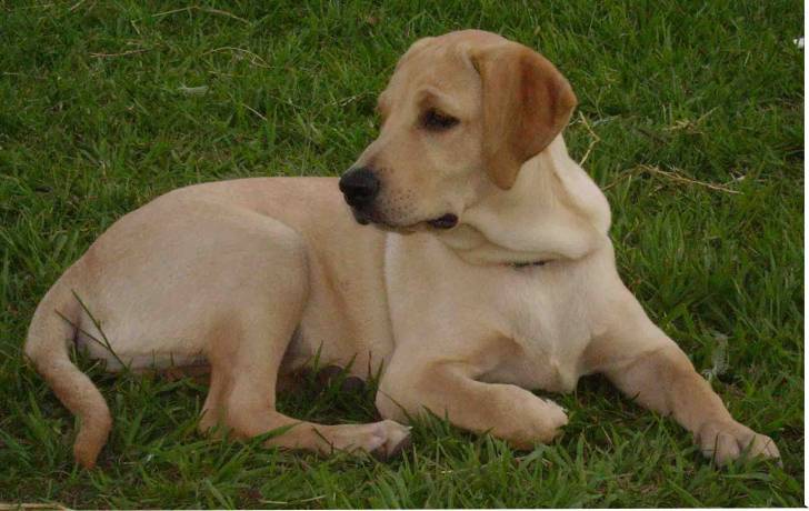 canela - Labrador Retriever (6 ans)