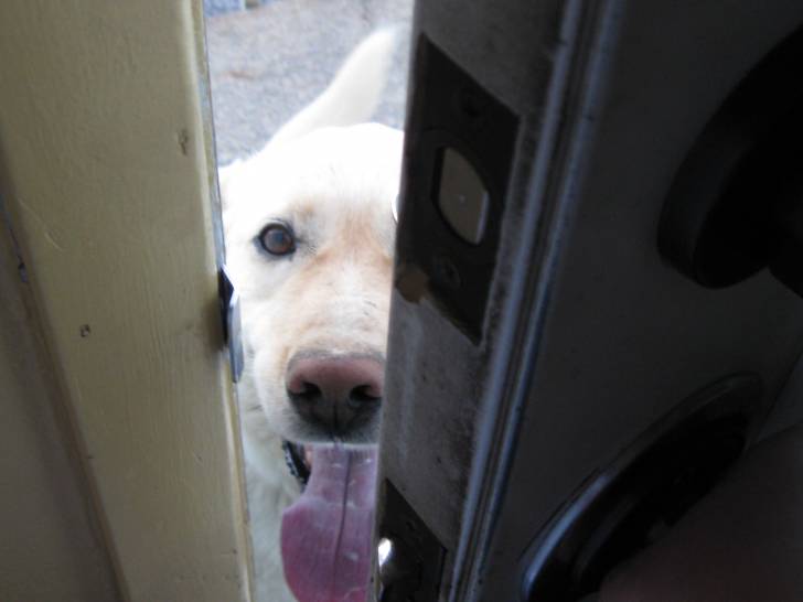 Roscko - Labrador Retriever Mâle (10 ans)