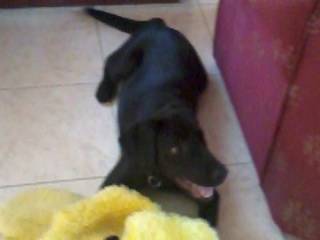 renata - Labrador Retriever (2 ans)