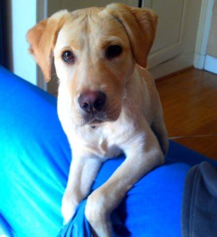 Taïko - Labrador Retriever Mâle (1 an)