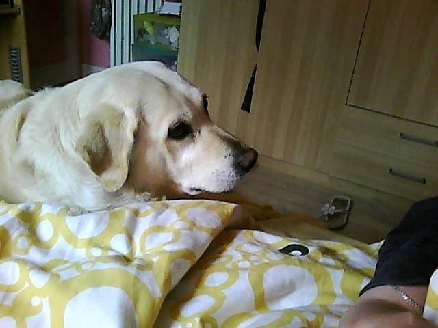 Vanille - Labrador Retriever (6 ans)
