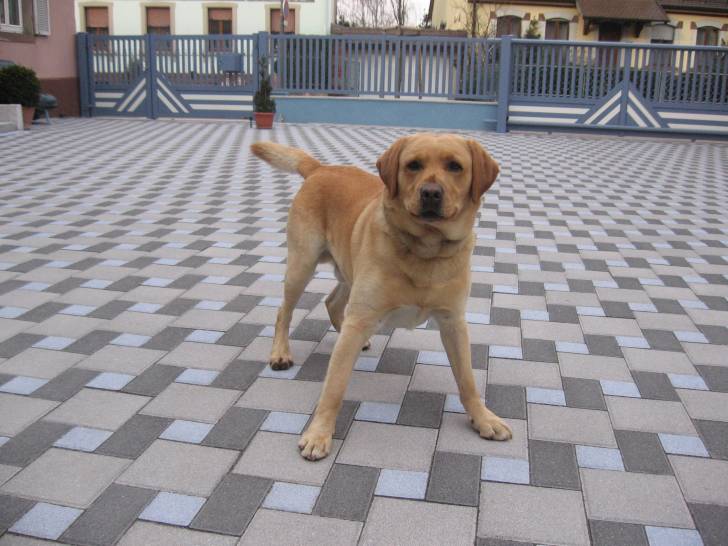 Athos - Labrador Retriever Mâle (4 ans)