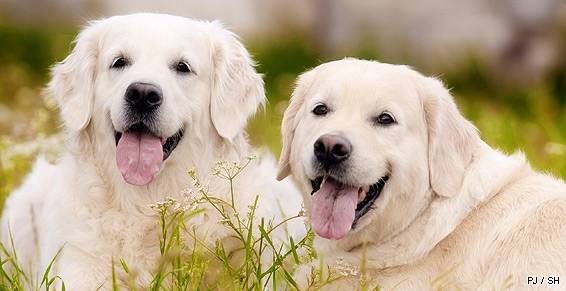 2 labradors - Labrador Retriever Mâle (6 mois)