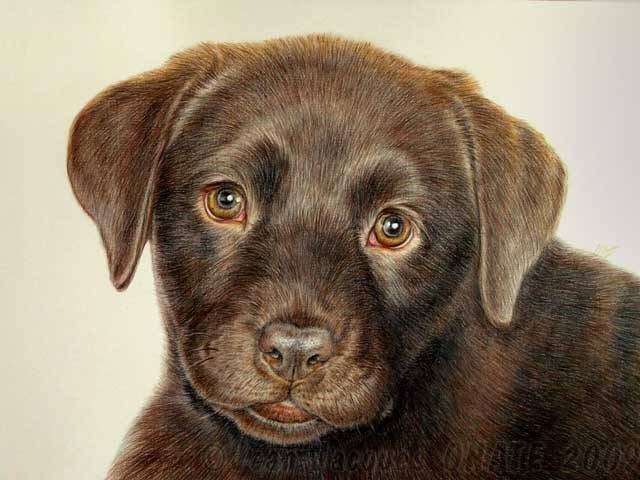 image labrador - Labrador Retriever Mâle (8 mois)