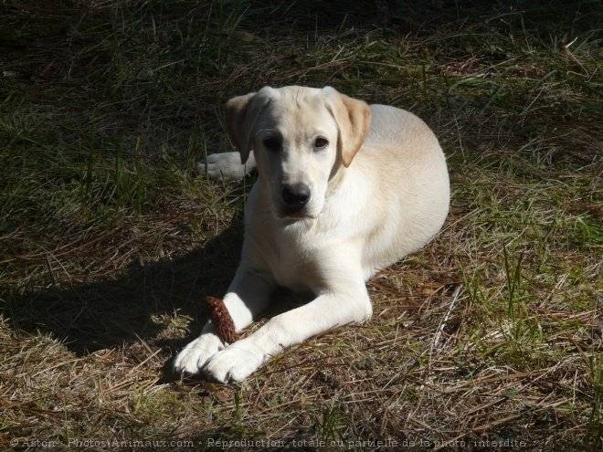 nina - Labrador Retriever (2 mois)