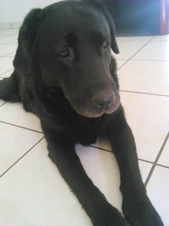 Vénus - Labrador Retriever (8 ans)