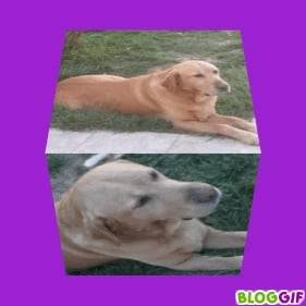 Snoopy dans toutes ses formes lol =) - Labrador Retriever Mâle (13 ans)