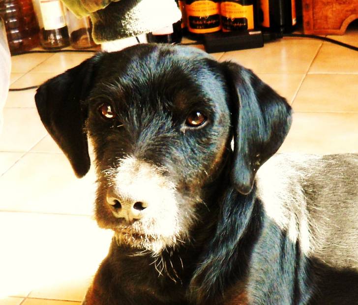 Enko - Labrador Retriever Mâle (4 ans)