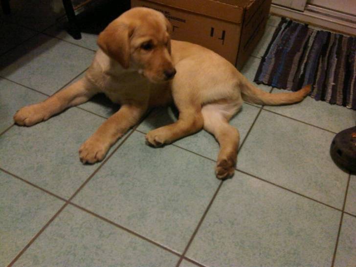 Boddy - Labrador Retriever Mâle (3 mois)