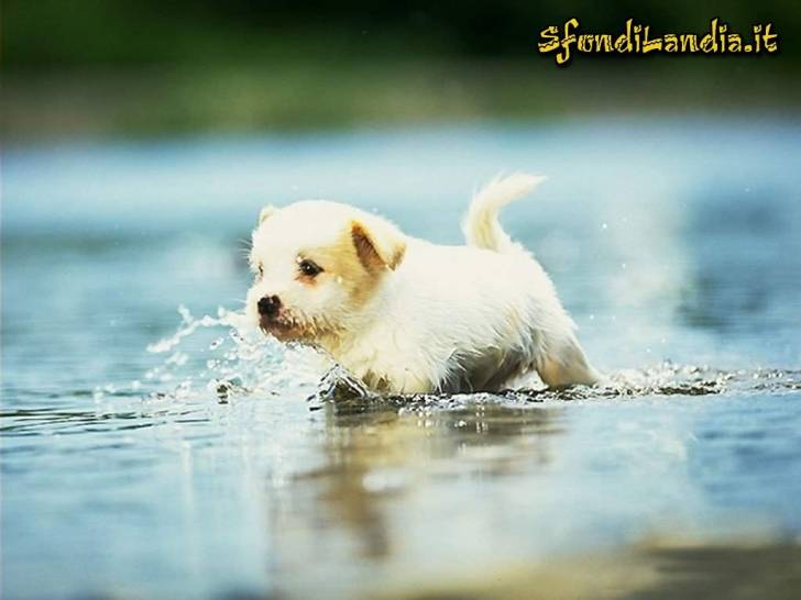 mary - Labrador Retriever (7 mois)