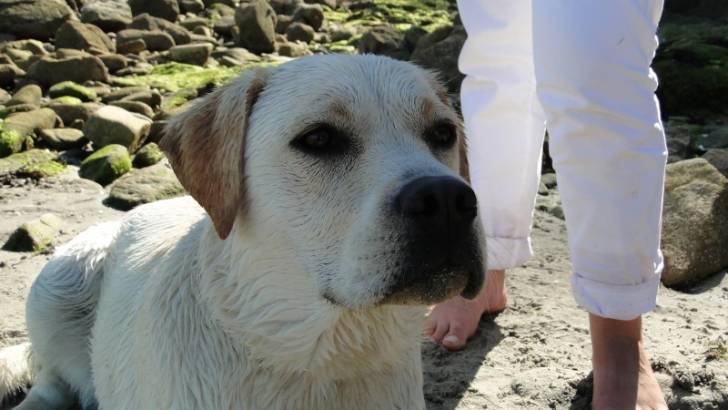 Habby - Labrador Retriever (1 an)