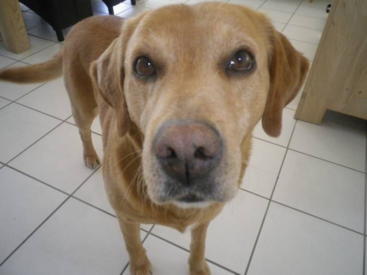 Bayou - Labrador Retriever Mâle (7 ans)