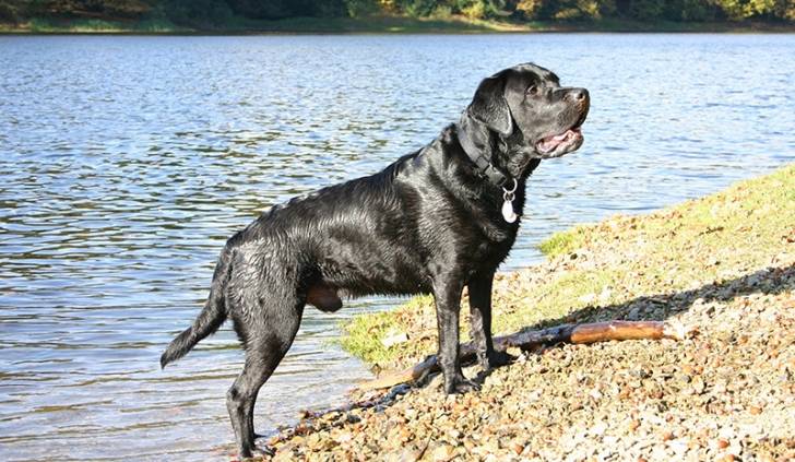 Nymeria - Labrador Retriever (Autre)