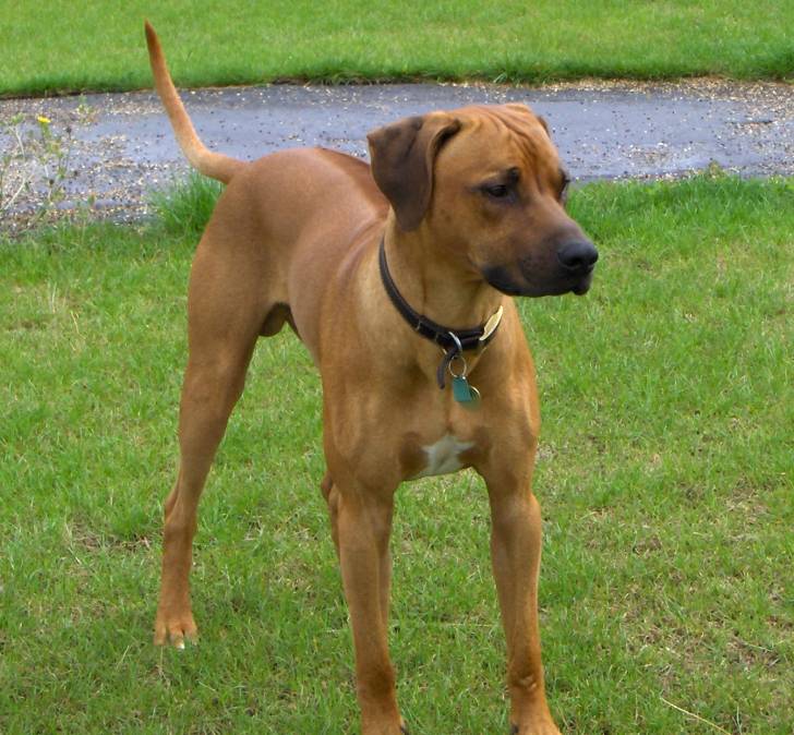Caramel - Labrador Retriever Mâle (7 mois)