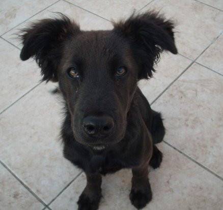 Zeus - Labrador Retriever Mâle (1 an)